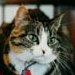 Tabby